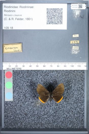 Media type: image;   Entomology 75595